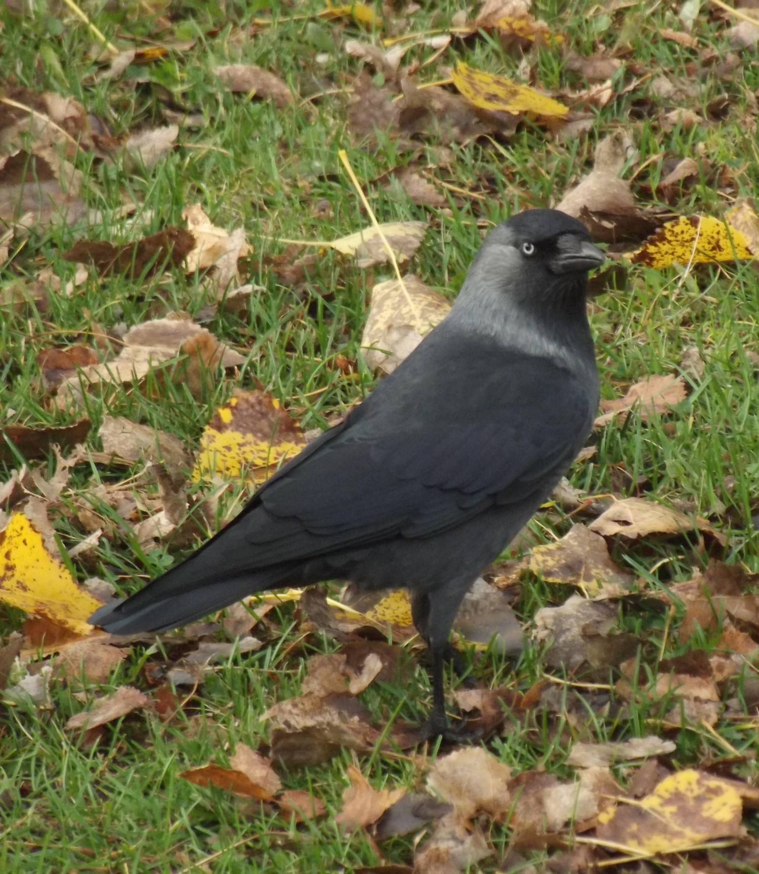 livebirdspoland_c97ffed26c7a7e0e4dd42eb3d3491c6e.jpg
