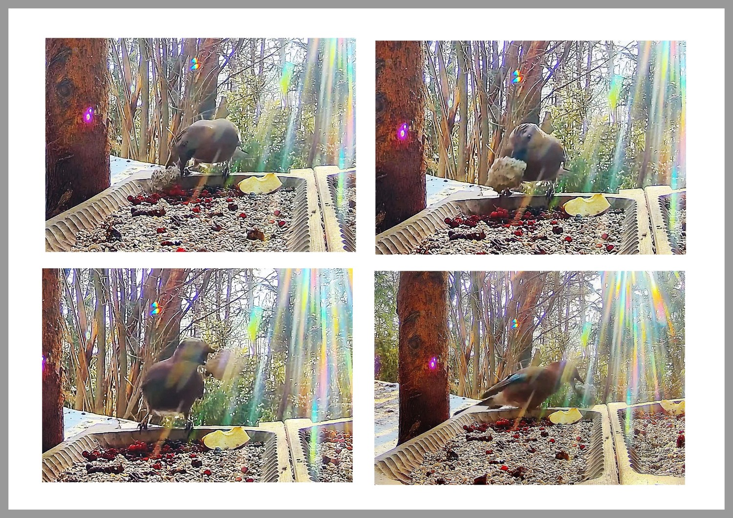 livebirdspoland_93ba90dfa1387fcf4757833291dddcac.jpg