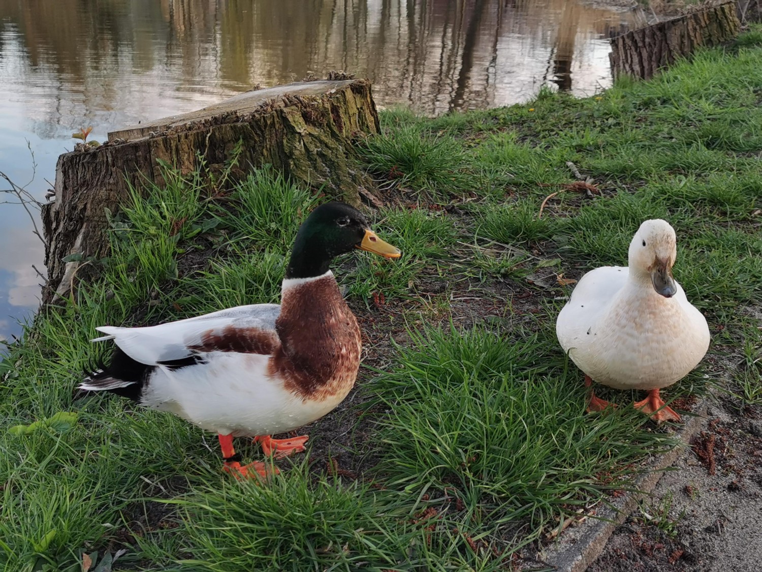 livebirdspoland_128fd2d73664d7f4b0a6f438b452c3bc.jpg