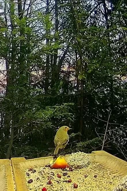 livebirdspoland_1e300bf841ca8755b6355ecdbc6591b5.jpg
