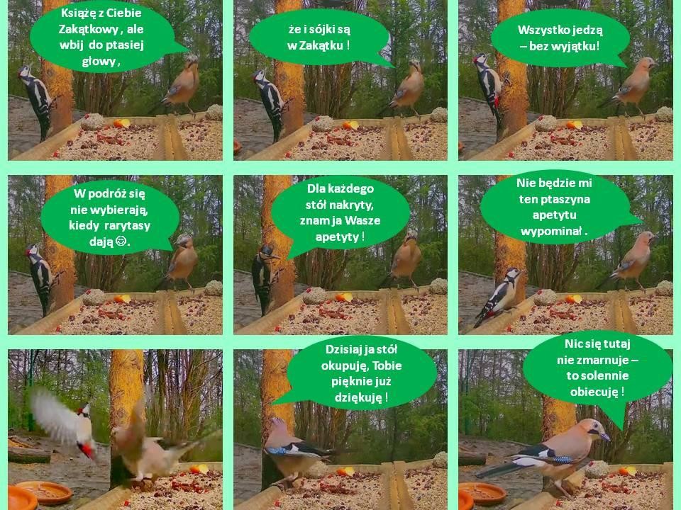 livebirdspoland_dd0041e85f10ffb3cdb3c6879234b5c6.jpg
