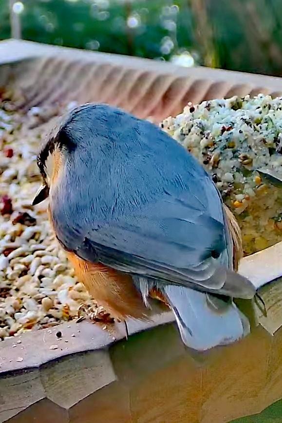 livebirdspoland_9c5f603ff76aceb22d9d15f821f0f594.jpg