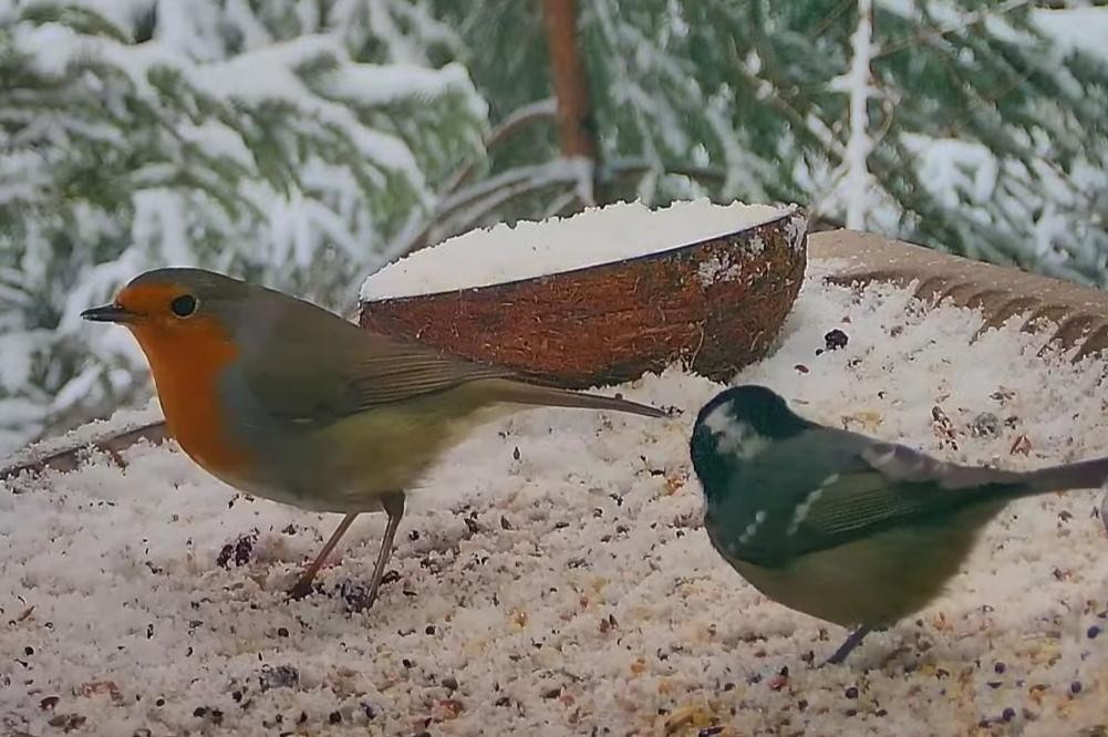 livebirdspoland_f275d08146c277560989f41db43e047b.jpg