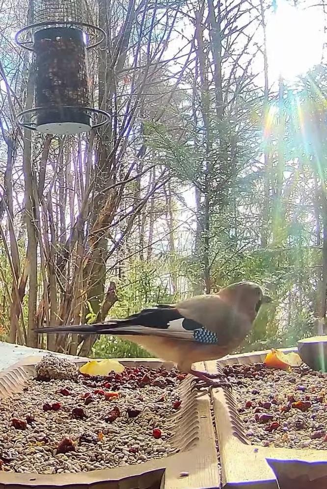 livebirdspoland_a0c46f069e4e74ab33b88a4a42e975d6.jpg