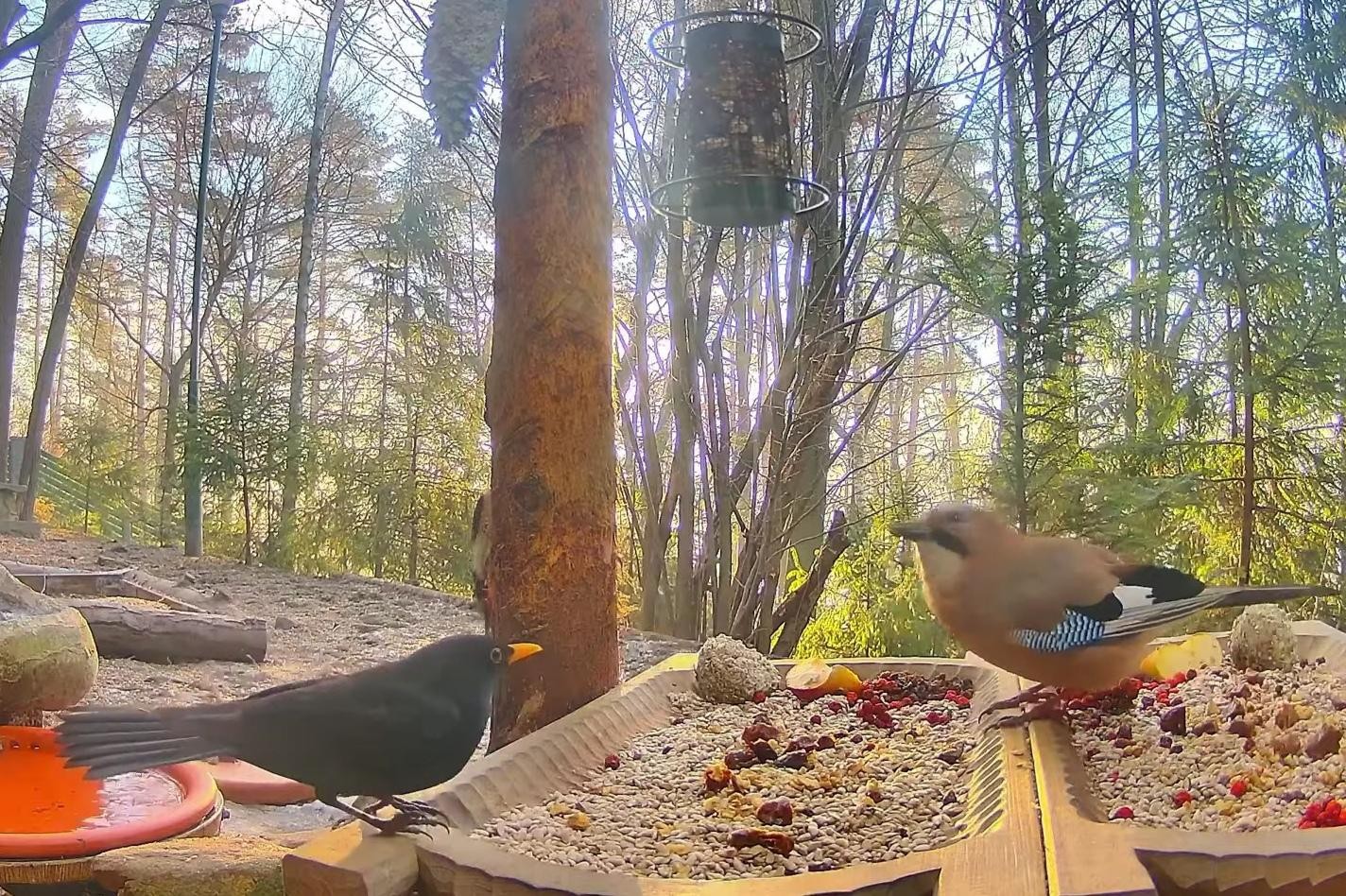 livebirdspoland_ab7323b11dbf17df901ab2ad09970ff7.jpg
