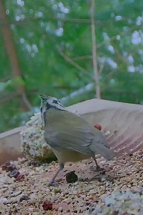 livebirdspoland_c4bf75db18fac0cbb756c5cb9855e4a7.jpg