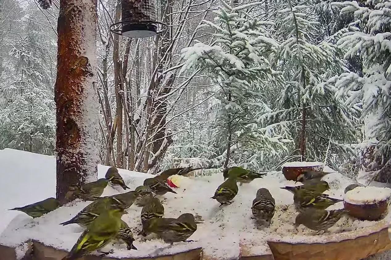 livebirdspoland_b244e4446780ae13eb7d46ac93ba3949.jpg