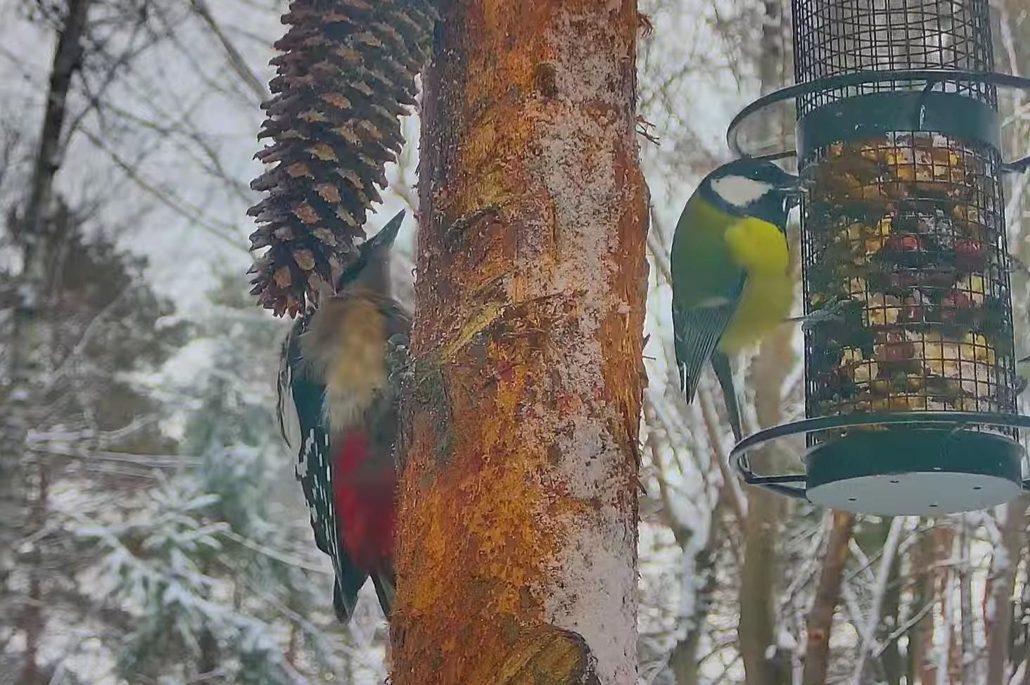 livebirdspoland_c7c2b9c20ca51cc5b761ef670eb20881.jpg