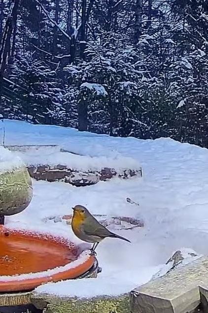 livebirdspoland_31f3d6bf7be4e882bc68576b8d1afa71.jpg