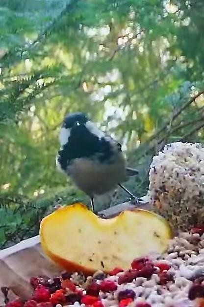 livebirdspoland_8bfa155d5f140ed7fb48550f42af055f.jpg