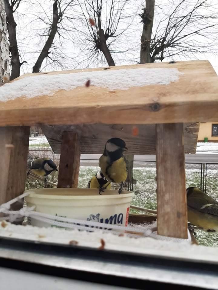 livebirdspoland_2da05d1ecad7aef977db9ee872cf2373.jpg