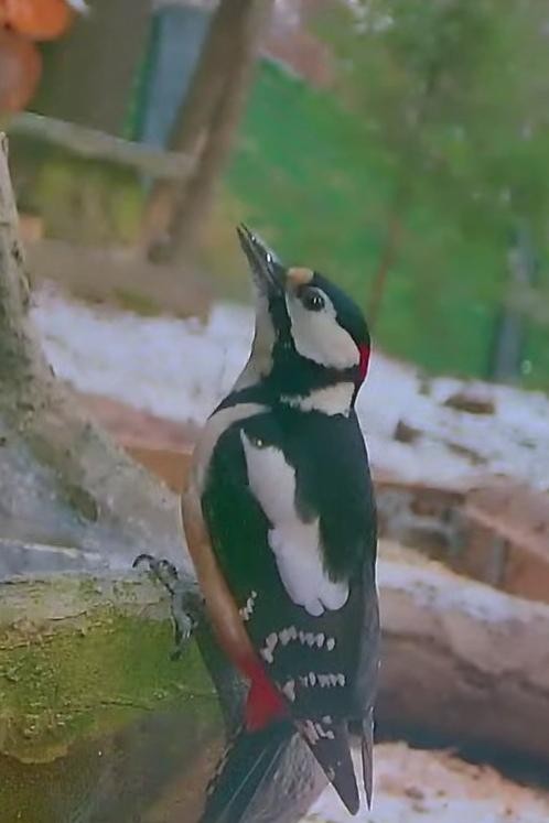 livebirdspoland_b863ab05c3d61e69c16b116b15025dd1.jpg