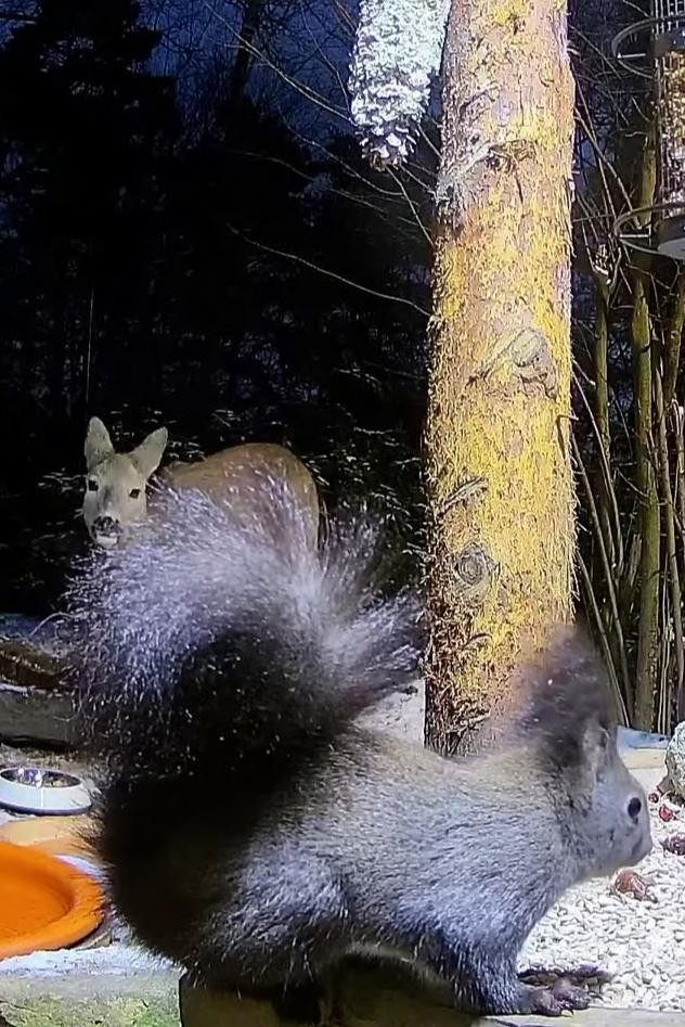 livebirdspoland_fd076b3c19ec76e089b893fe3550ebd1.jpg