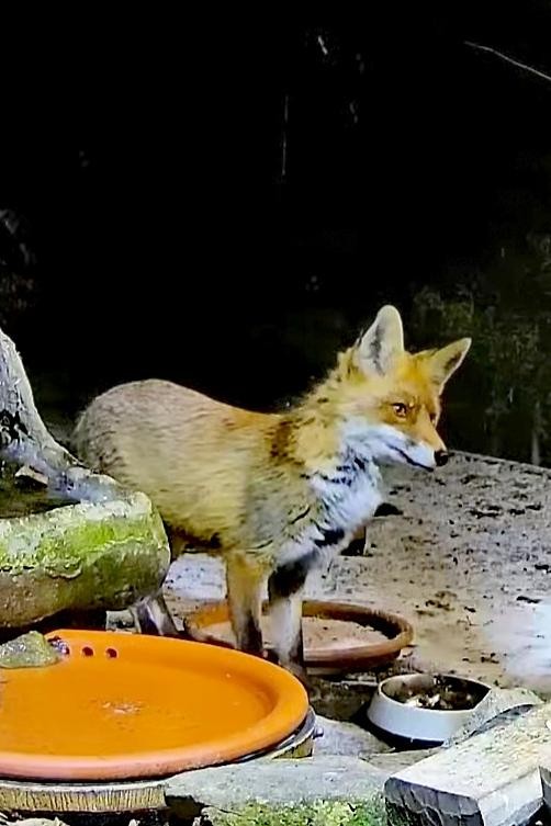 livebirdspoland_9c4e18010c52f609f53154198d596449.jpg