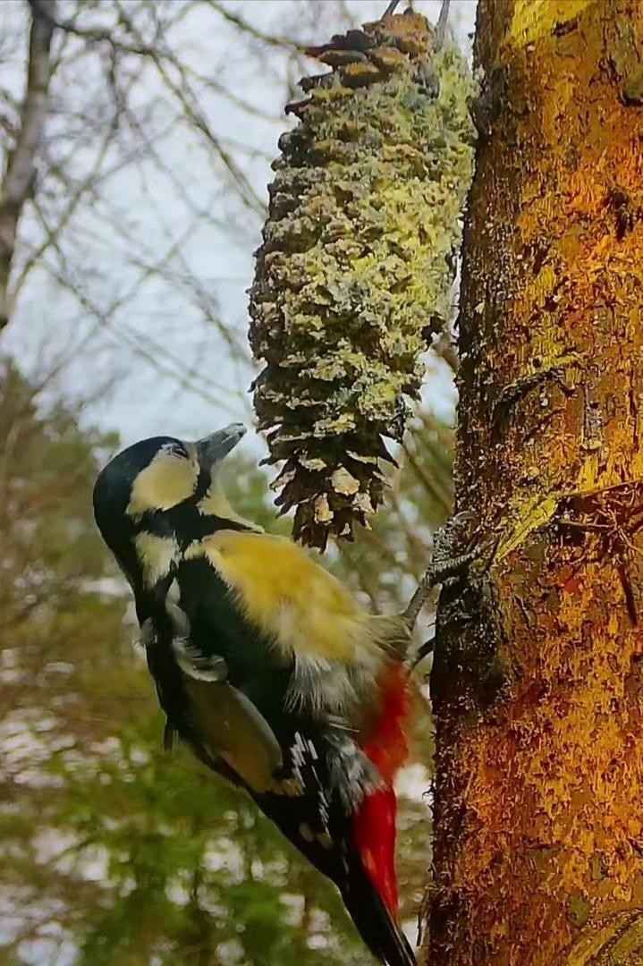 livebirdspoland_cd265e7020594a54af0fc9c9ac91b655.jpg