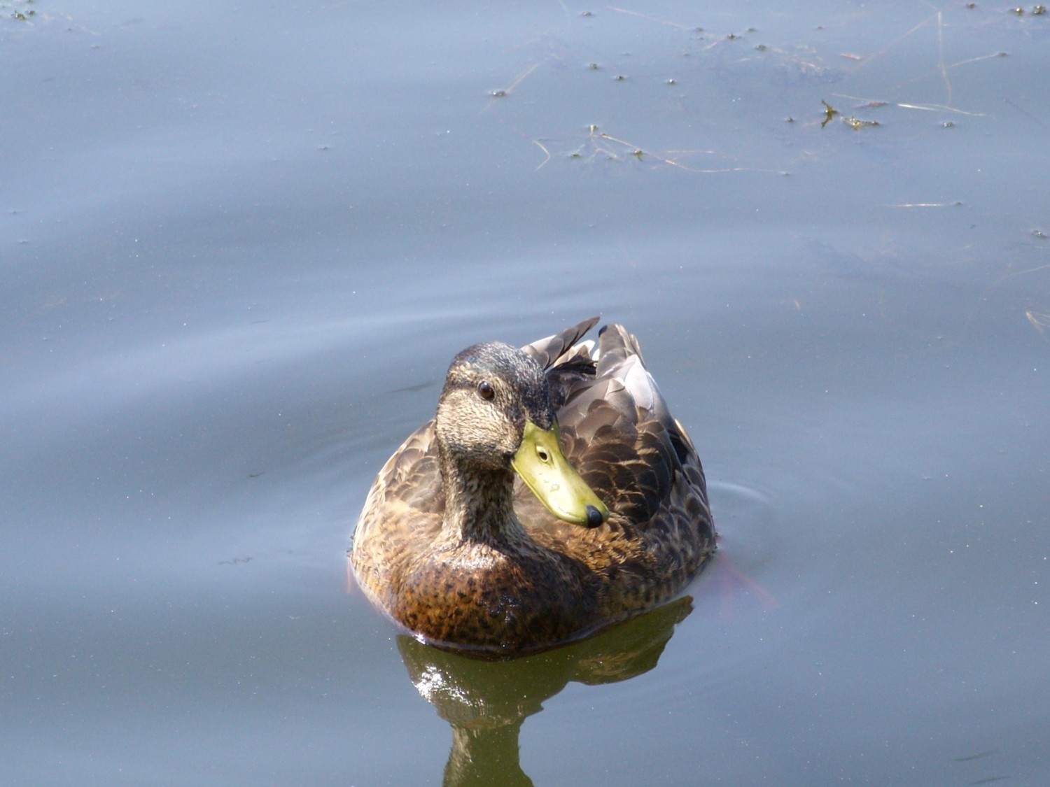 livebirdspoland_cd8438c706bd4a419ad0f3e7e047e2f7.jpg