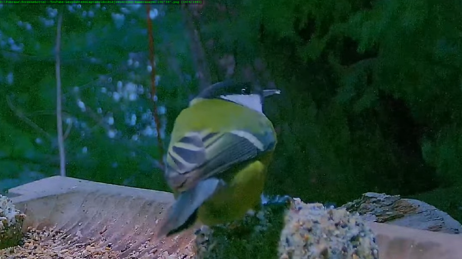 livebirdspoland_8cfc2d5d4b694ecc29df0d6fdd41432d.png