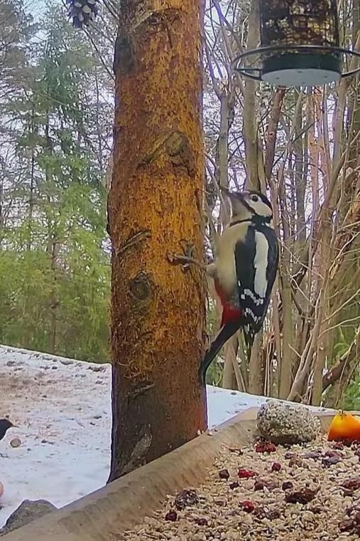 livebirdspoland_6a5da065920dc83e64e5b3e7faf1ed6e.jpg