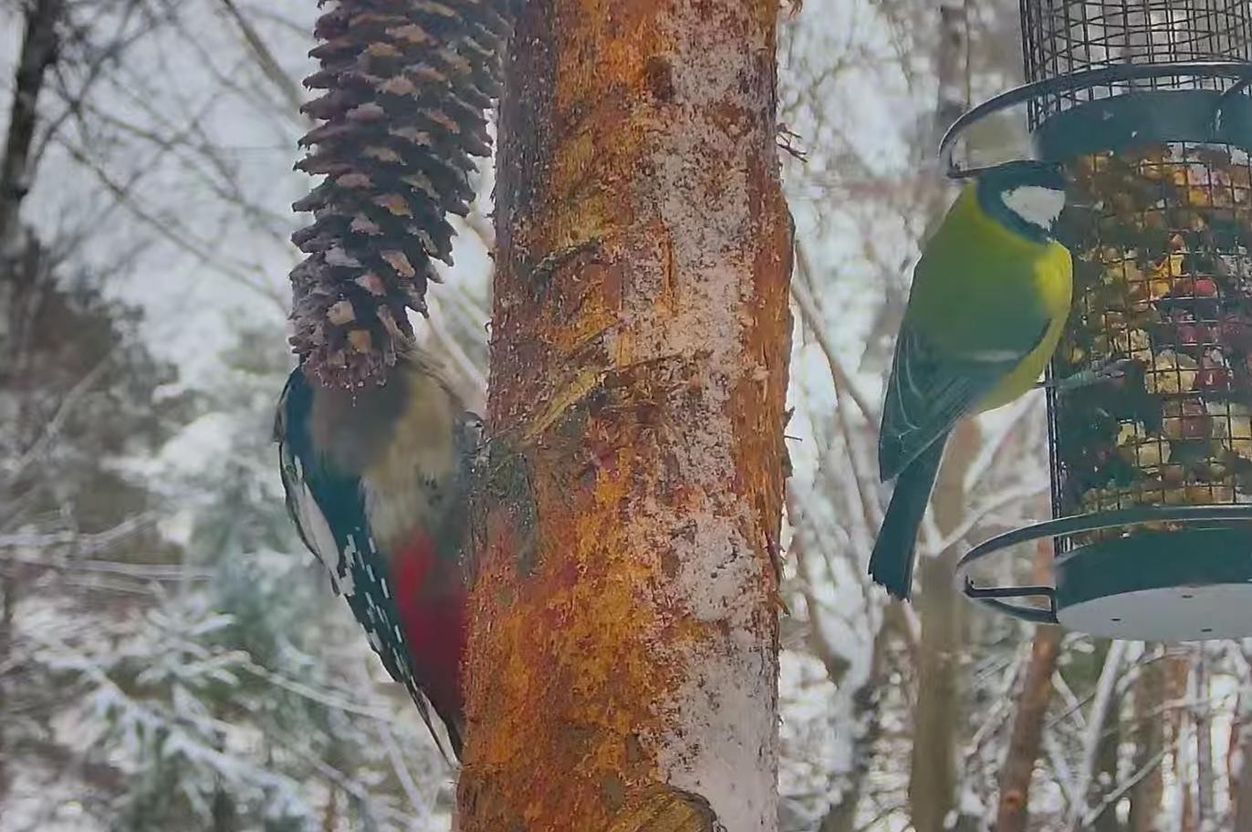 livebirdspoland_716517679f983174f44d1379608f016f.jpg