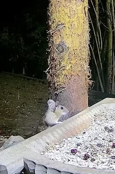 livebirdspoland_7c2526dea16650404b9e91ca634ab5a9.jpg