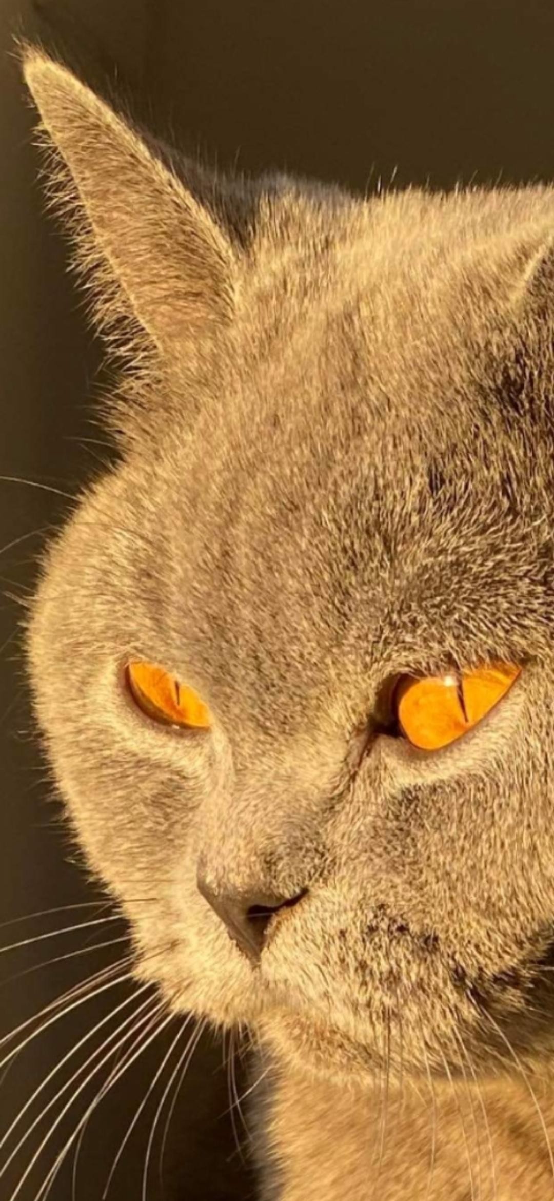 livebirdspoland_ba7028825c1a3af7b99dde7041fcd18e.jpg