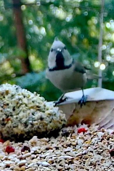livebirdspoland_df3a7ced731859ab206123913128565d.jpg