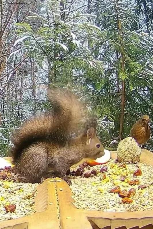 livebirdspoland_e38b5554d55aee07dfb980af83e71c6d.jpg