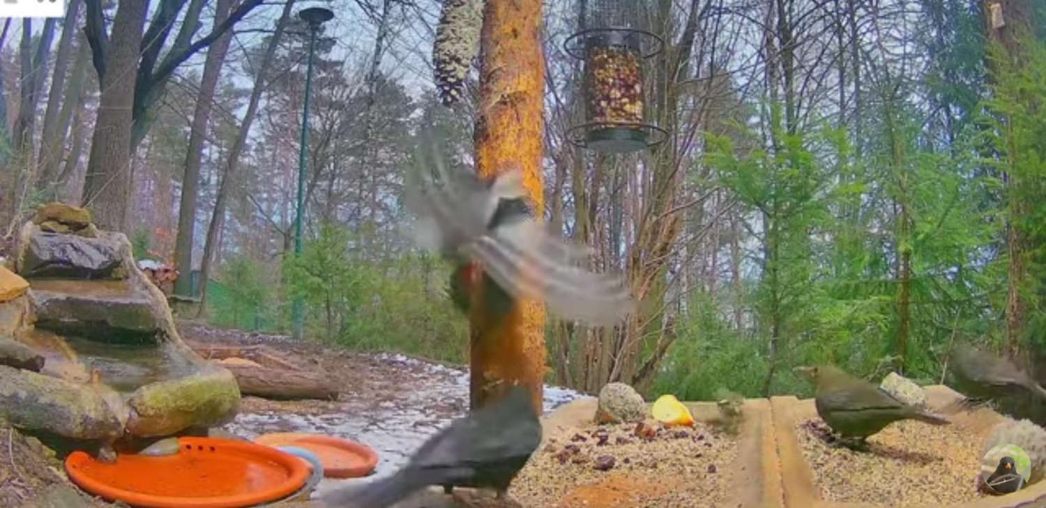 livebirdspoland_6cc33cb2a446ebd3042625374ea3df08.jpg