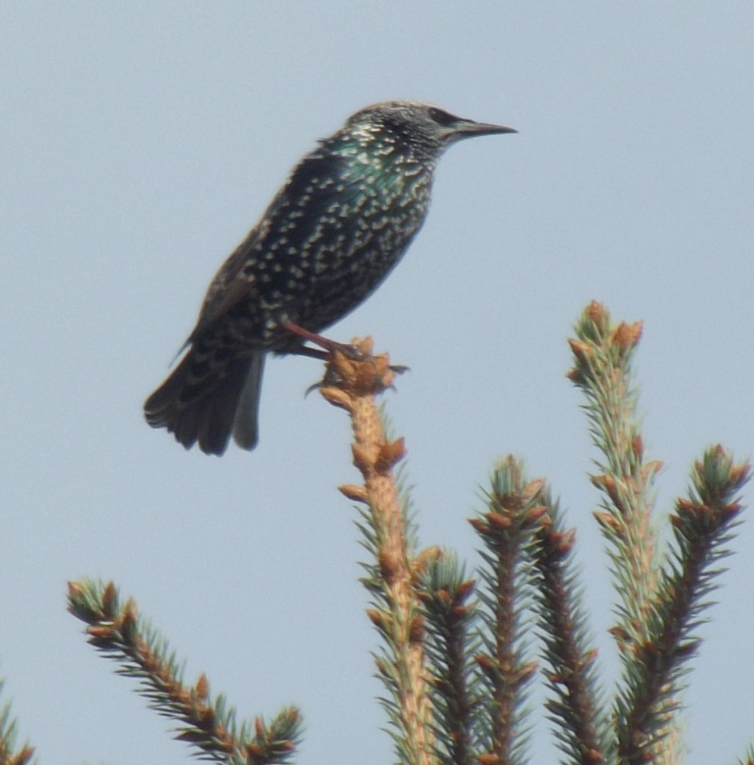 livebirdspoland_6b4a80180e4dfe2800c50b57a2b863c2.jpg
