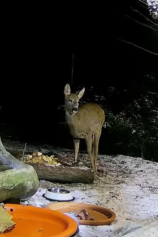 livebirdspoland_034172f7459482f32b7a10419999cca8.jpg