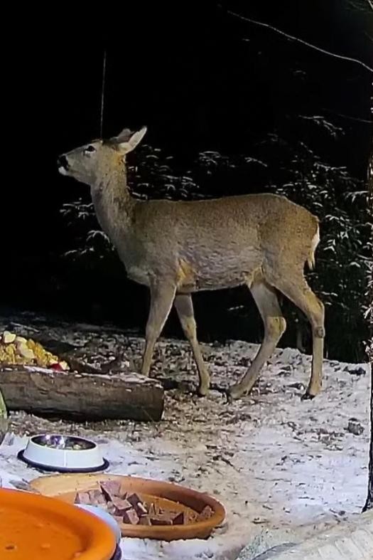 livebirdspoland_89f619f354c2570b7f1d0654e0b51902.jpg