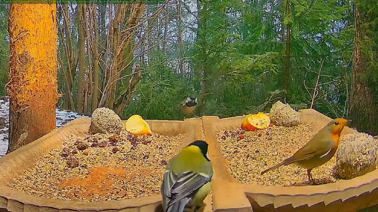 livebirdspoland_516b5dd0c98e2d27b95b7b3ba256435a.png
