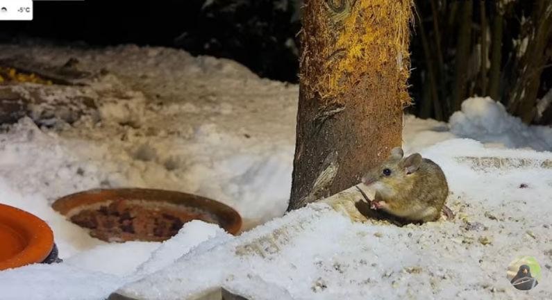 livebirdspoland_1abc0274d5cf2d2689d296b4d6fb6ca2.jpg