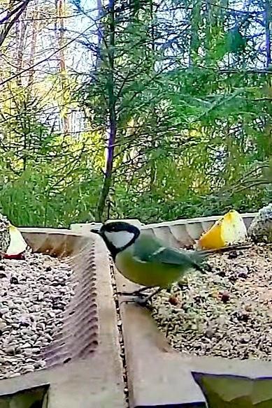 livebirdspoland_354a9c9204383837e46722e74615f47c.jpg