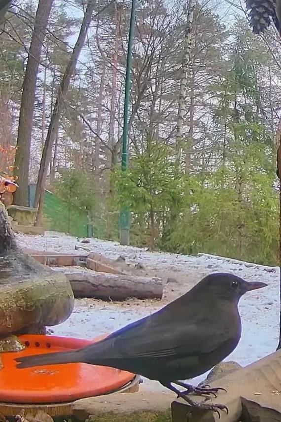 livebirdspoland_f0f32bb4b5aa6c310e6b3599d1f5ae0a.jpg