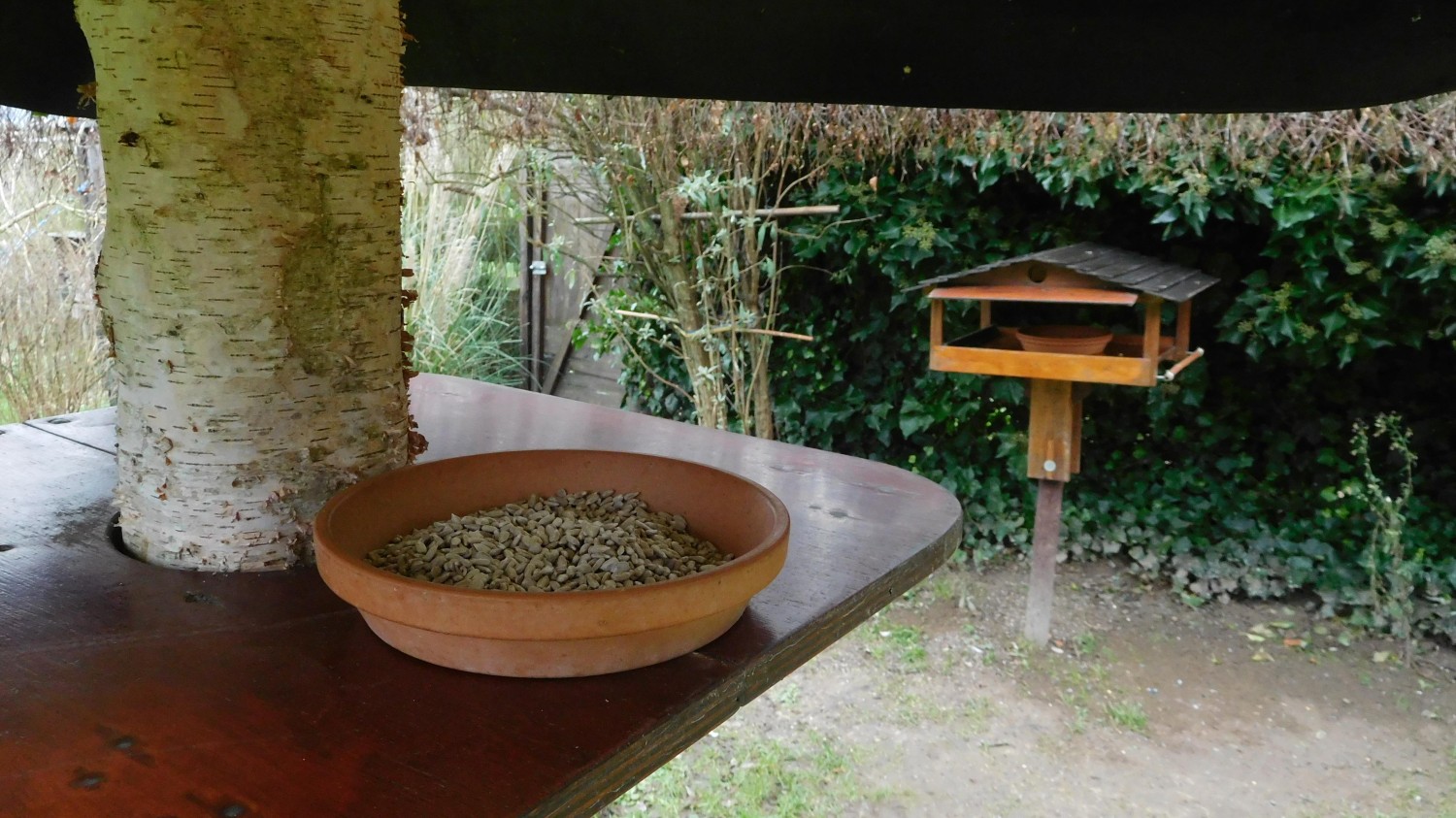 livebirdspoland_2b3677a288fdb41e999ba1f3b50f925c.jpg