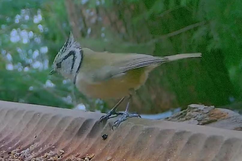 livebirdspoland_a10ab81b1bc30300ae4db8830c2f47f0.jpg