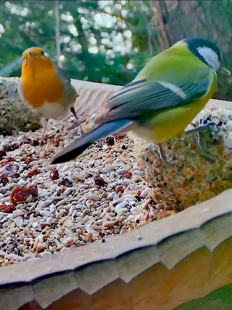 livebirdspoland_6169766e61709d7da7854156f2f1c921.jpg