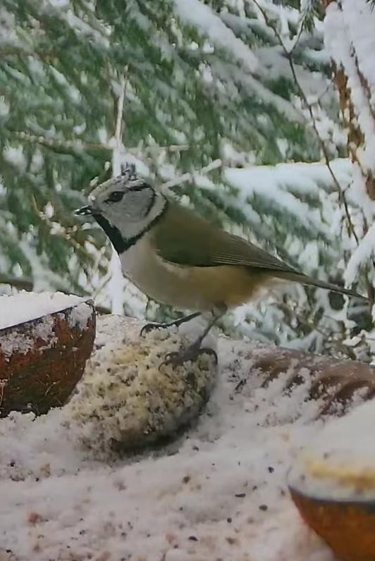 livebirdspoland_76161659f473fac4f06eca525202dd40.jpg