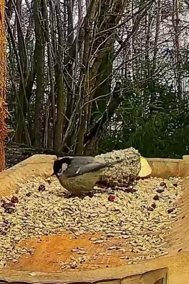 livebirdspoland_fb0a082da97d9f7587ab78bf83bd009a.jpg