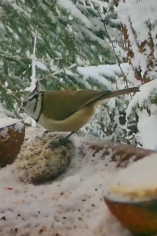 livebirdspoland_1fb351fa66310f9077be3bc71d193558.jpg