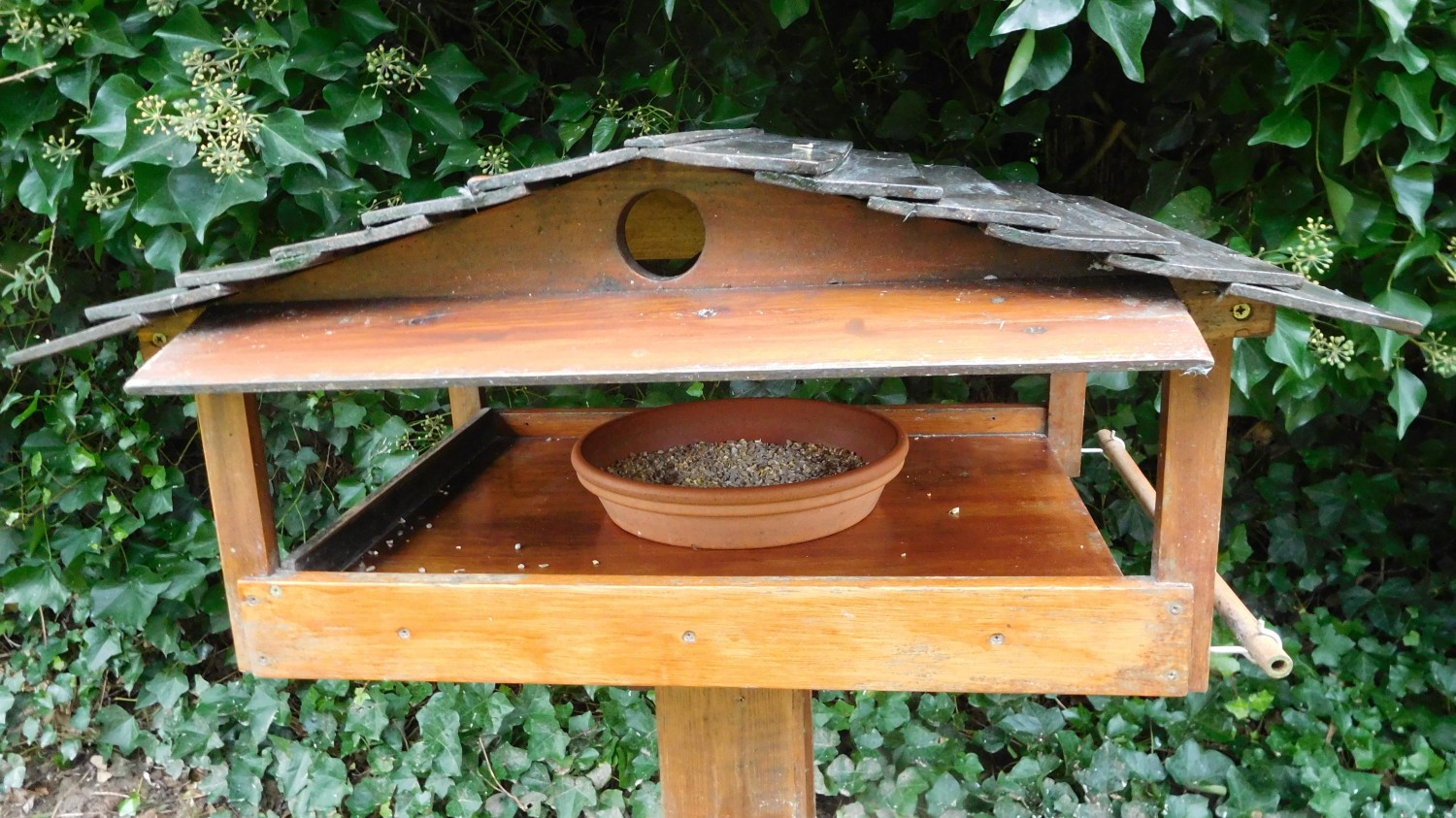 livebirdspoland_80c1fc468200de164f2488ec6c24f198.jpg
