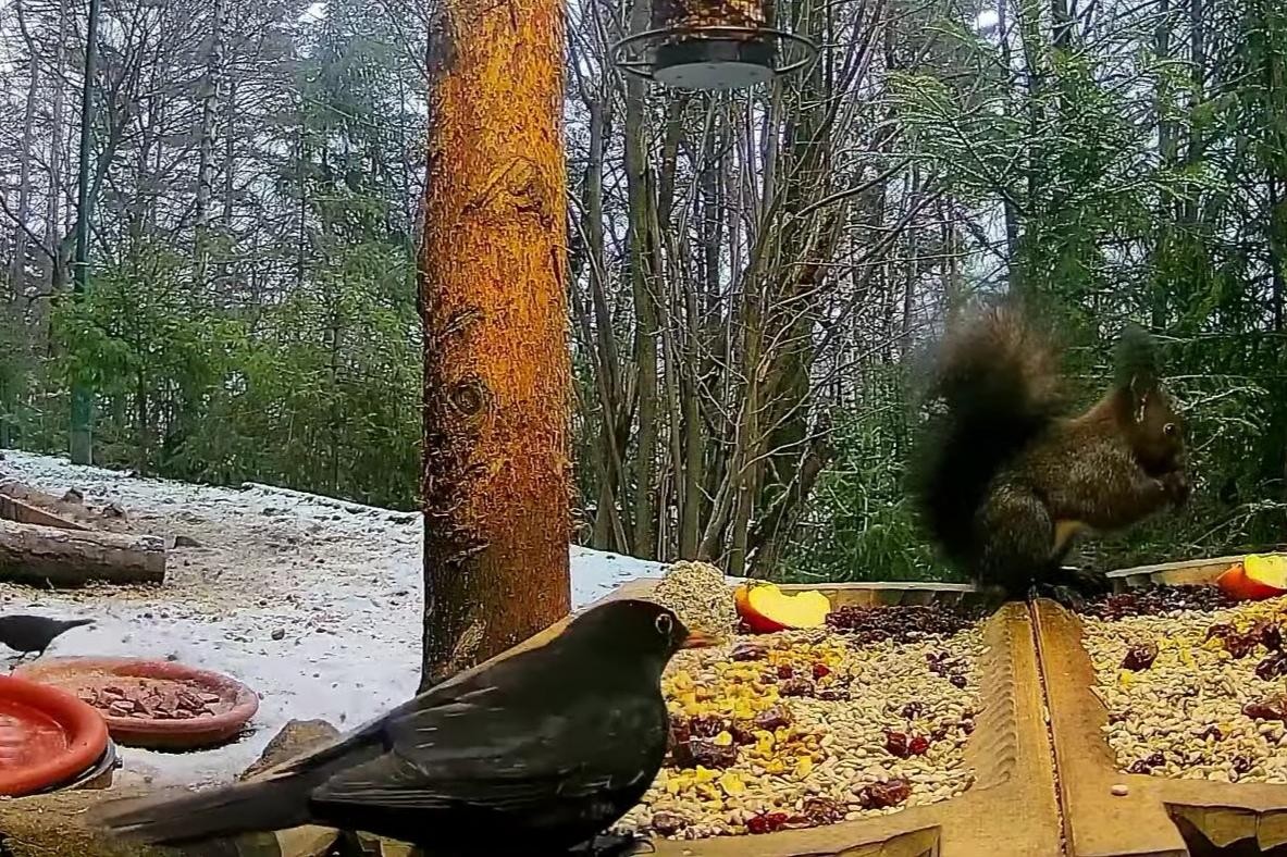 livebirdspoland_95da1b6eb7d056b326832bf51d95a0a7.jpg