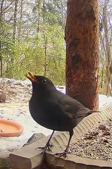 livebirdspoland_b0267295ad55b25ac66584d6564dc4e3.jpg