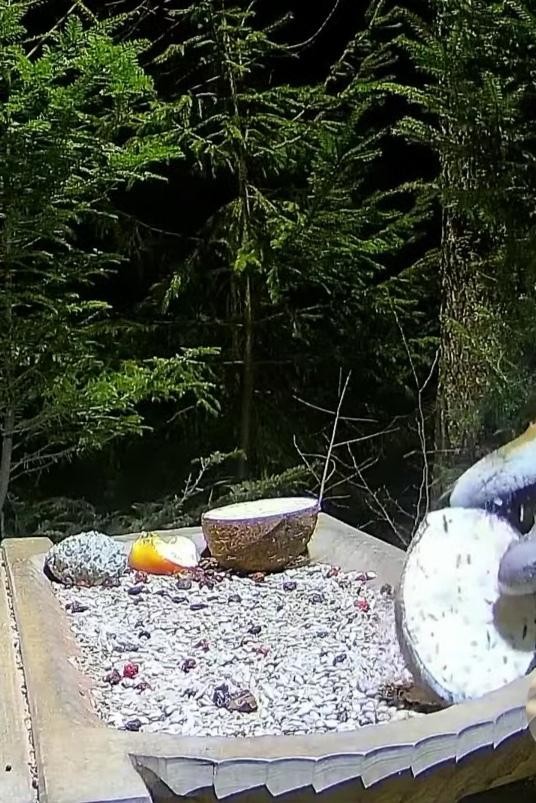 livebirdspoland_79a6fe821624d65e99a4d5b801a713f5.jpg
