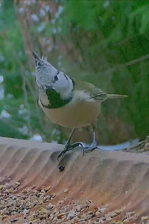 livebirdspoland_4ca6598e4700072667c2890837fb2446.jpg