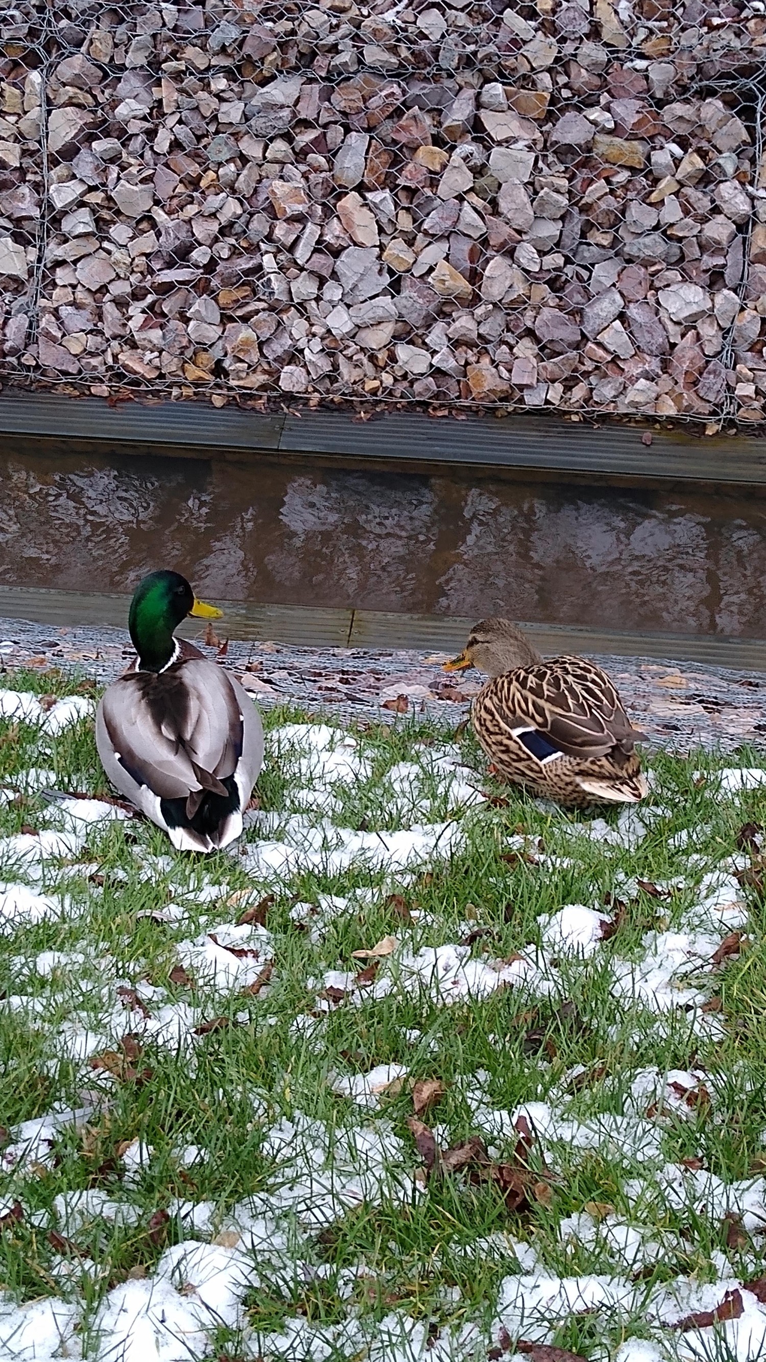 livebirdspoland_14bf934eb6afabccf34d2ce32c3e82a2.jpg