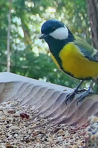 livebirdspoland_67ef90c7ea5d2b649cbb3cf525c0acac.jpg