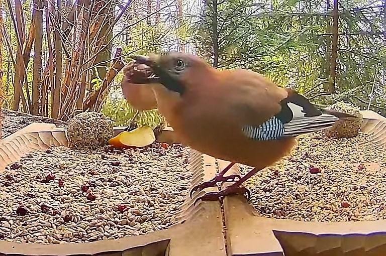 livebirdspoland_eafdd6a174ae47c792ffca7b09582c44.jpg