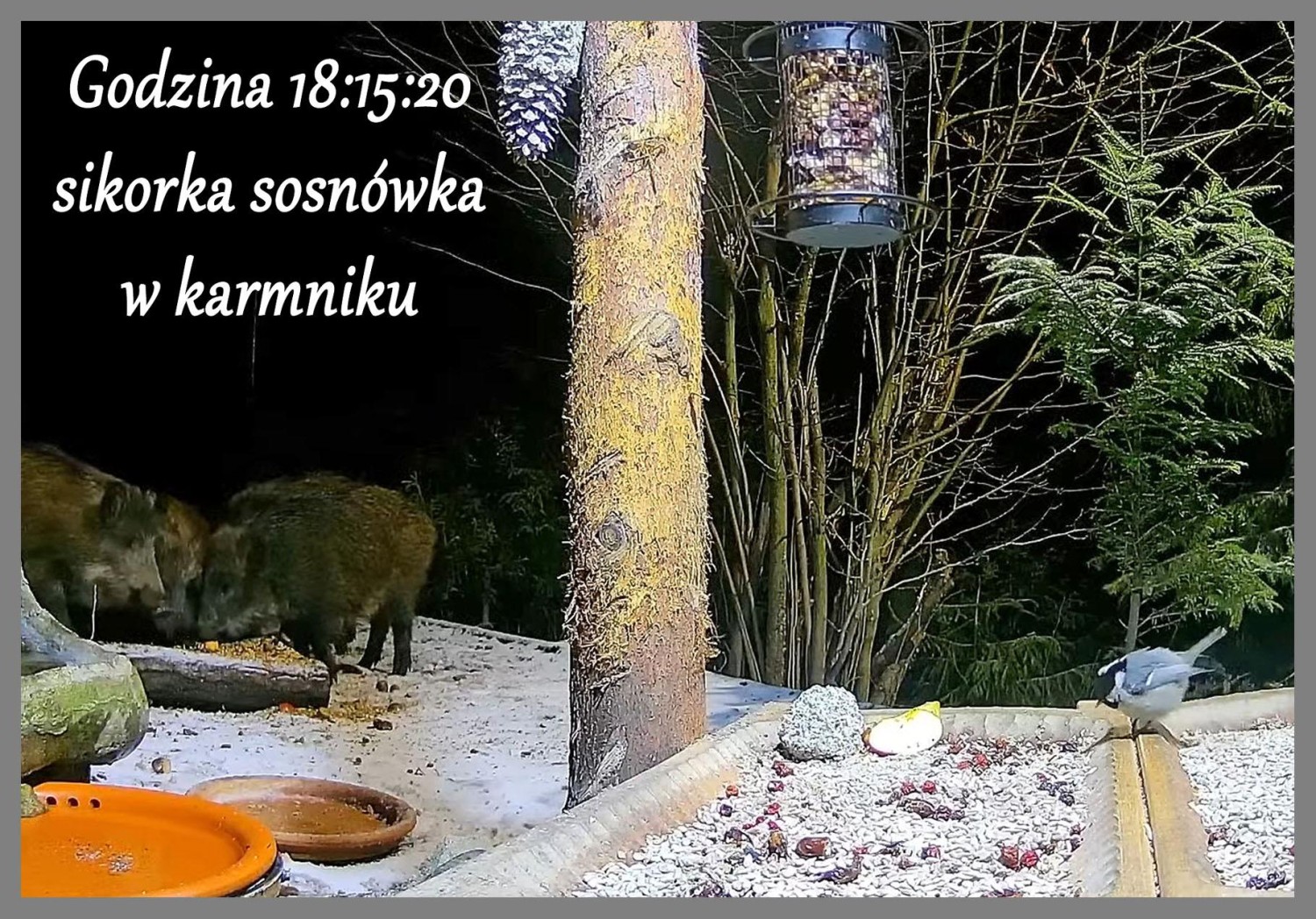 livebirdspoland_65788eb26dd2ddbe33a7d00dbaa78c1a.jpg